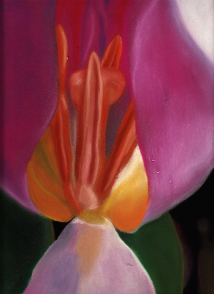 Coeur de tulipe